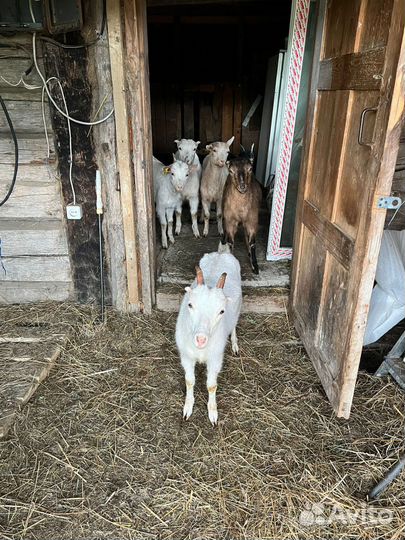 Козочки,Папа ламанчи,мама зааненская