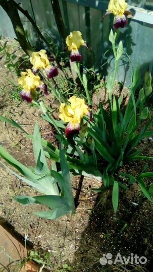 Ирисы продаются или обменяю на другой цвет