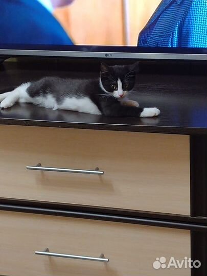 Кошка ласковая в дар