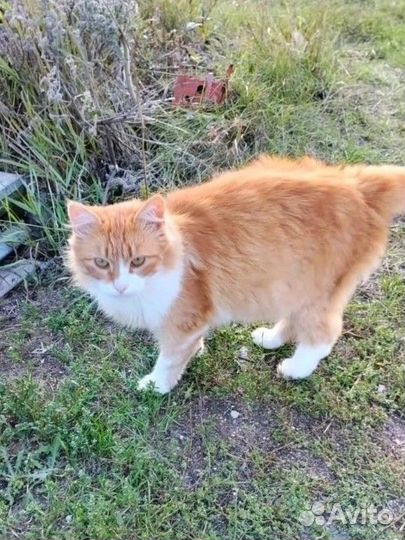 Рыжий с белым кот в частный дом в добрые руки