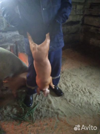 Поросята породы дюрок