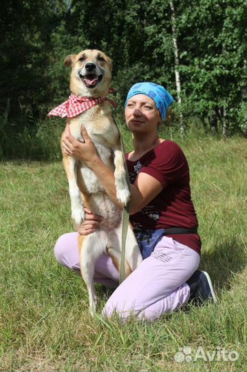 Дружелюбная и ласковая Шейла не доставит хлопот