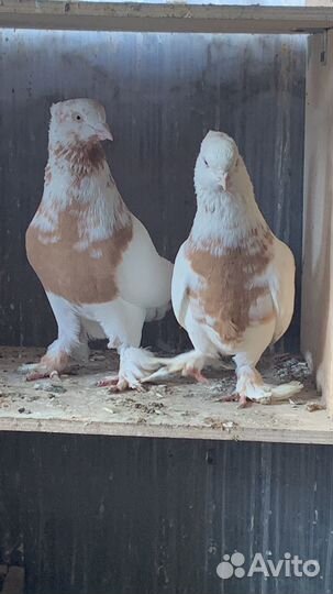 Андижанские голуби и узбеки