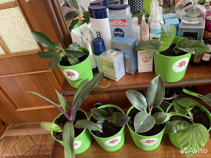 Комнатные растения цветы