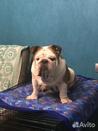 Выгул/Дрессировка/Передержка