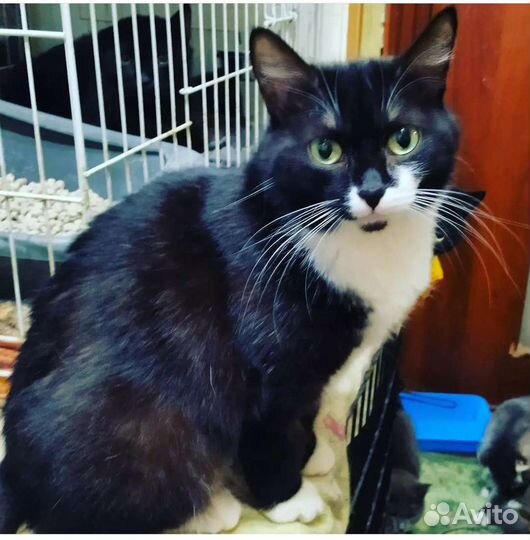 Кошечка Марго