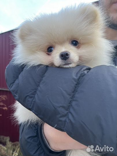 Померанский шпиц мини