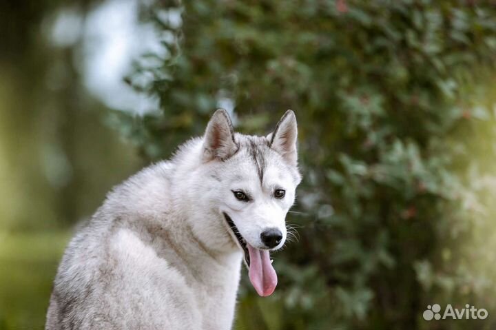 Сибирский хаски девочка