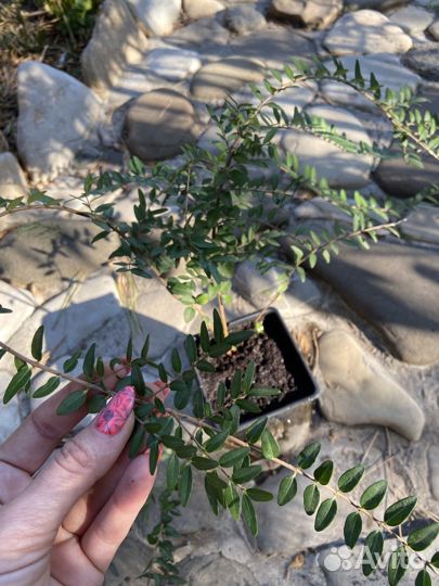 Блестящая жимолость Lonicera nitida