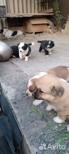 Щенки в добрые руки отдам бесплатно