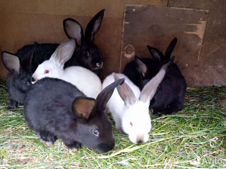 Крольчата