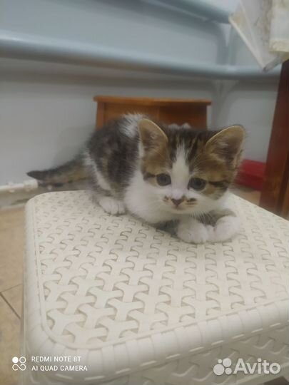 Кошечка трехцветная