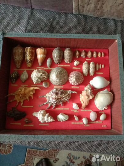 Набор ракушек