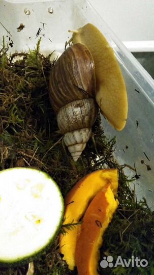 Улитки ахатины