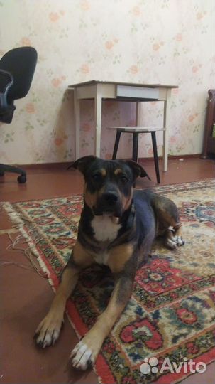 Собака в добрые руки