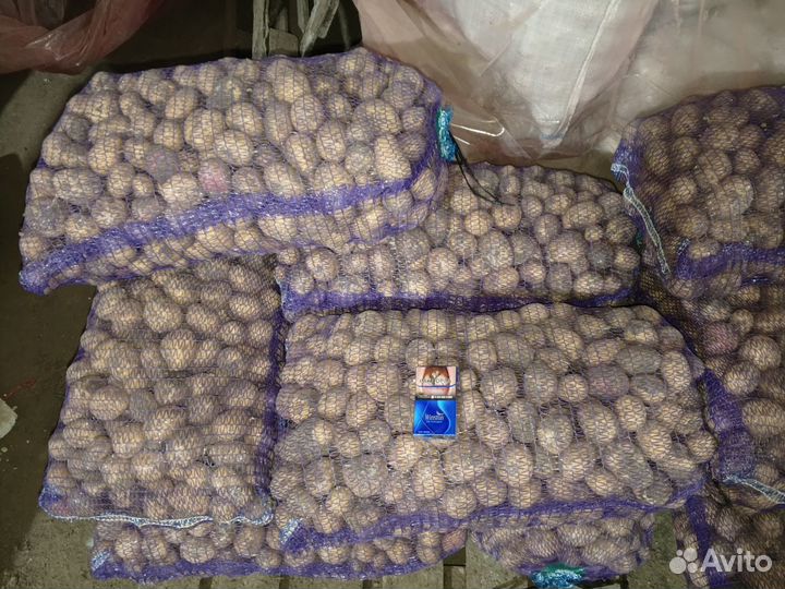 Семена картофеля мелодия