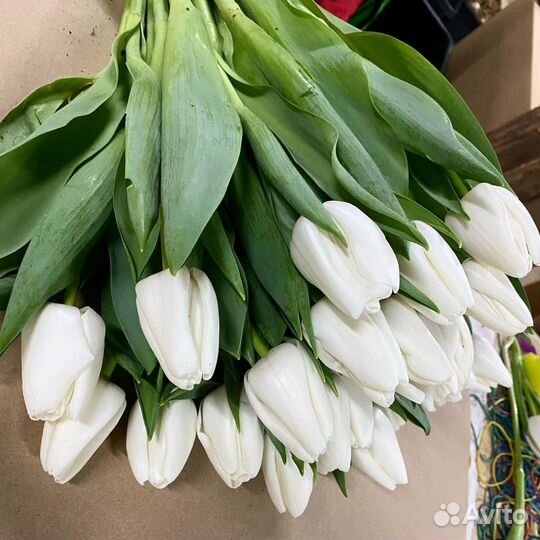 Тюльпаны оптом с юга