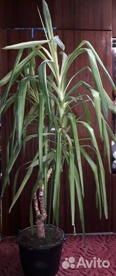 Пальма юкка 1.6м