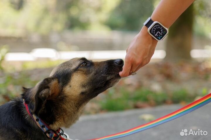 Собака в добрые руки