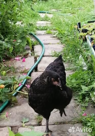 Куры молодки, петушки