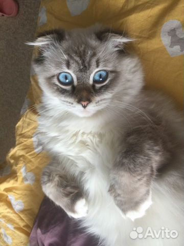 Котята шотландские с голубыми глазами объявление продам