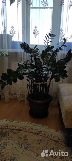 Замиокулькас