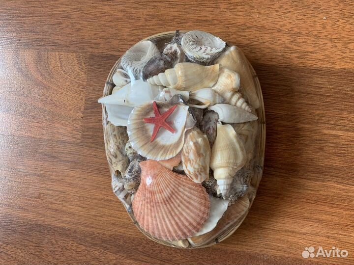 Набор морских ракушек для аквариума