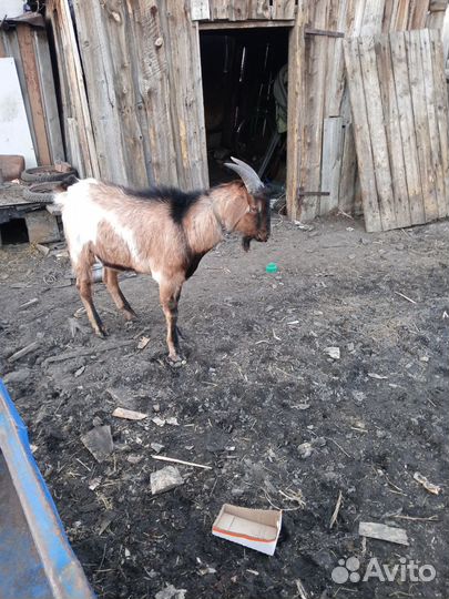 Нубийский козел и козлятки