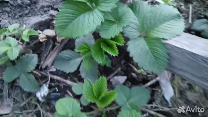 Земклуника, смородина черная,белая, жимолость