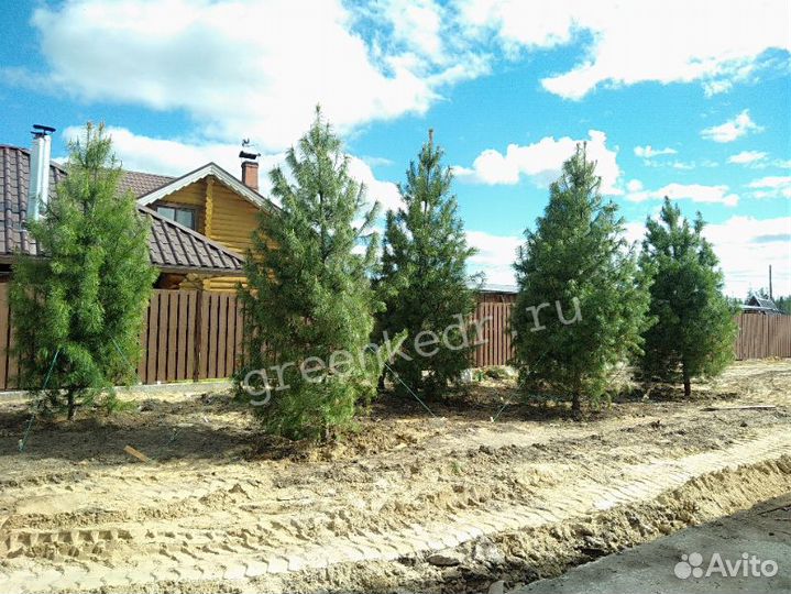 Крупномер Кедр 450-470см Премиум класс