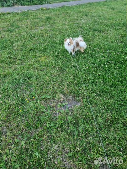 Померанский шпиц вязка кобель