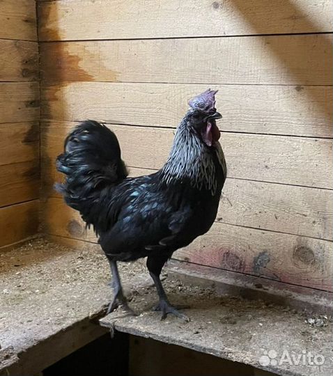 Черный петух