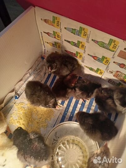 Цыплята несушки петух леггорн долматинец