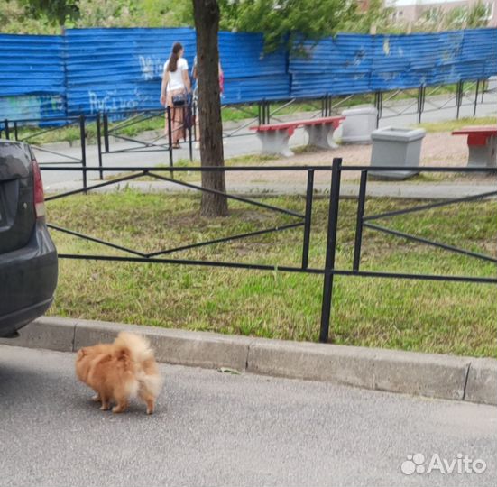 Супер девочка померанского шпица