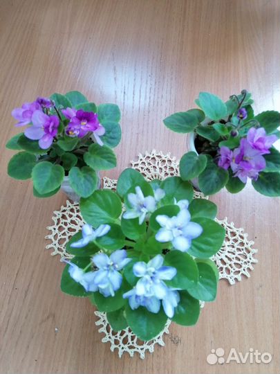 Мини фиалка