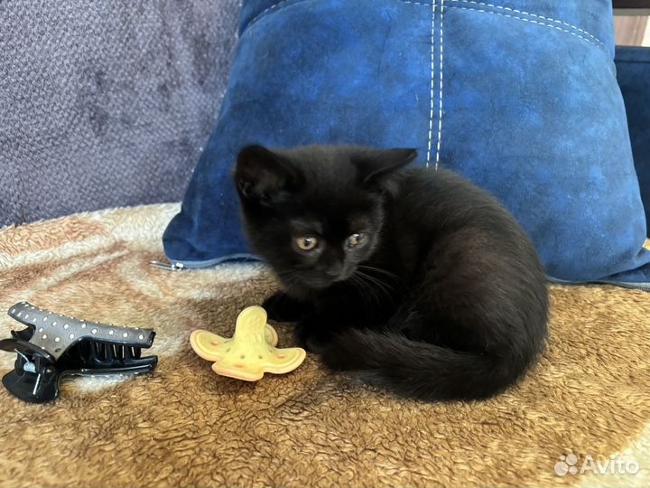 Британские котята