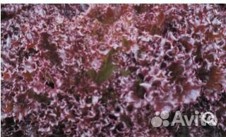 Семена Салата 