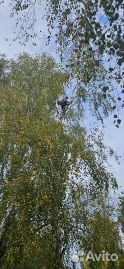 Спилить дерево