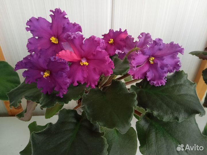 Сортовые фиалки