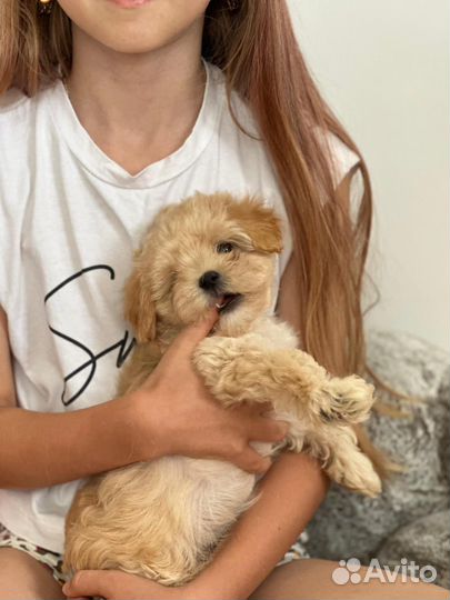 Малыши мальтипу F1