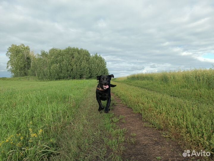 Вязка. Кобель