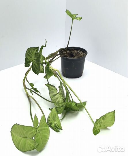 Комнатные цветы Сингониум