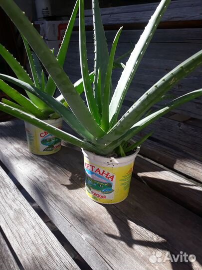 Цветок Алоэ вера и алоэ