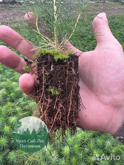 Сеянцы зкс Сосна окс Ель Лиственница Горная