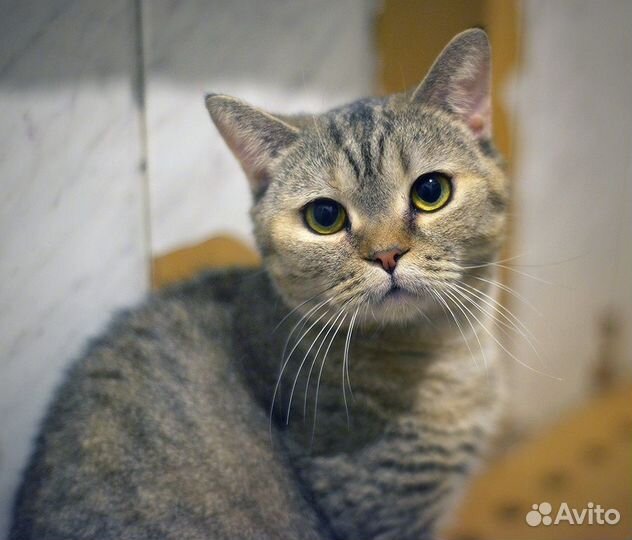 Кошечка в добрые руки