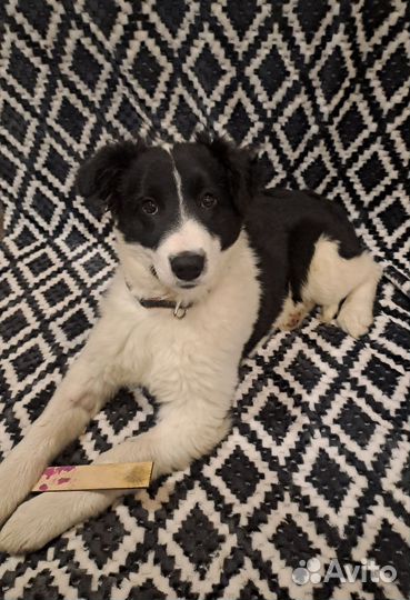 Щенок в добрые руки бесплатно