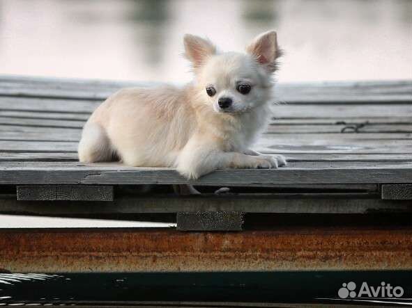 Красивый мальчик чихуахуа длинношерстный