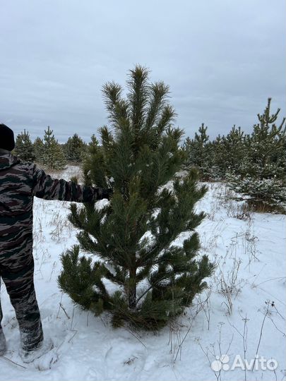 Сосна новогодняя живая оптом