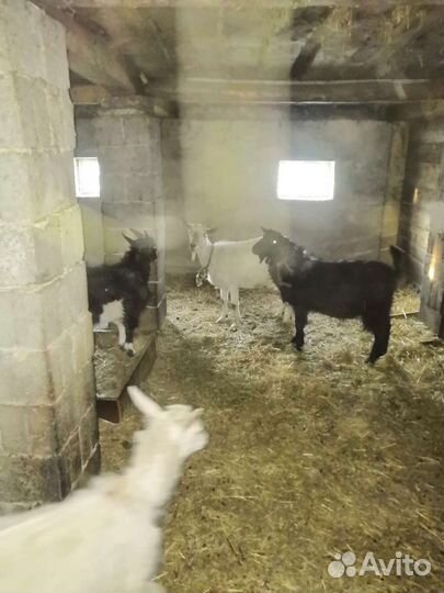 Козлы и козлята