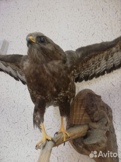 Чучело хищной птицы